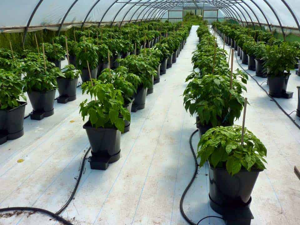 horti_chili_24