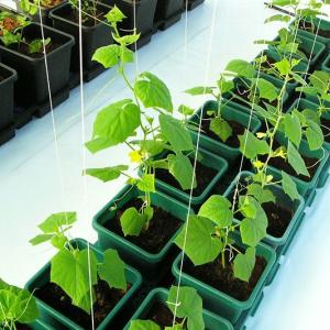 AutoPot Plant Skirt - 80cm/100cm quadratisches Tray- max. 70cm Topfdurchmesser