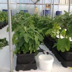 Alternative view of AutoPot Easy2Grow 48-Topf-System