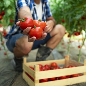 Unrecognizable farmer holding tomatoes in his hand while standing in organic food farm.