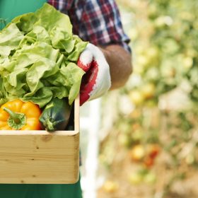 Close up of box with ripe vegetables