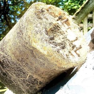 Airdome Wurzeln AutoPot