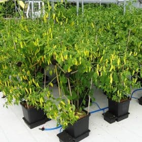 AutoPot_1Pot_Paprika
