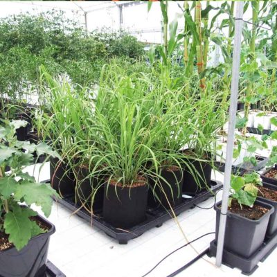 Auto 9 Autopot Smartpot Urban