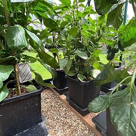 autopot Gewächshaus3