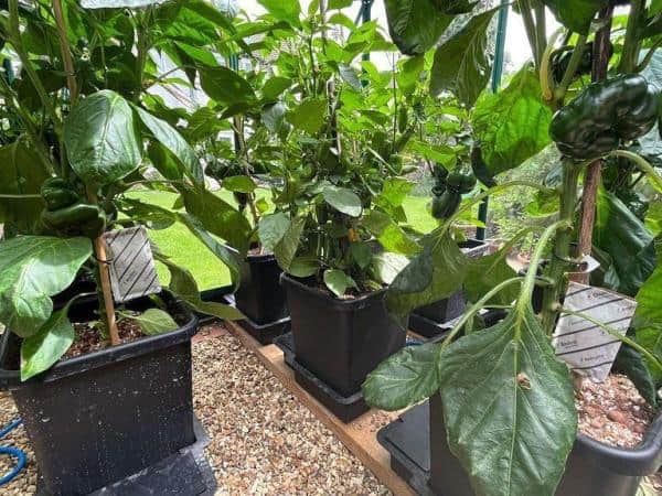 autopot Gewächshaus3