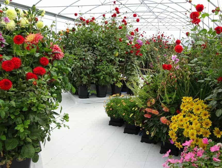 autopot_blumen