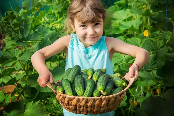 Kinder-Gemüsegurken