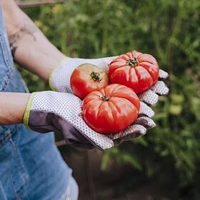 Fleischtomaten-einfach-anzuziehen