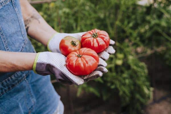 Fleischtomaten-einfach-anzuziehen