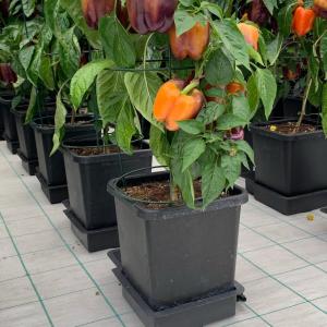 AutoPot 1Pot Pepper