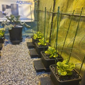 AutoPot_1Pot_grow (11)
