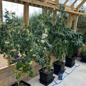 AutoPot_1Pot_grow (2)