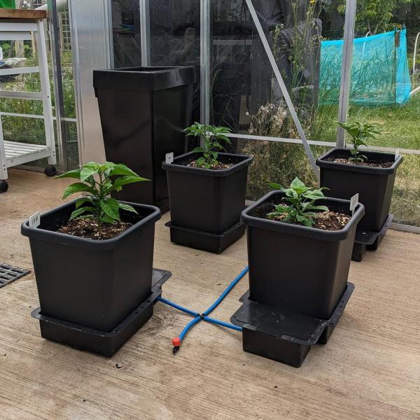 AutoPot_1Pot_grow (5)