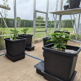 AutoPot_1Pot_grow (6)