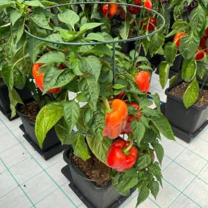 AutoPot 1Pot Paprikazucht