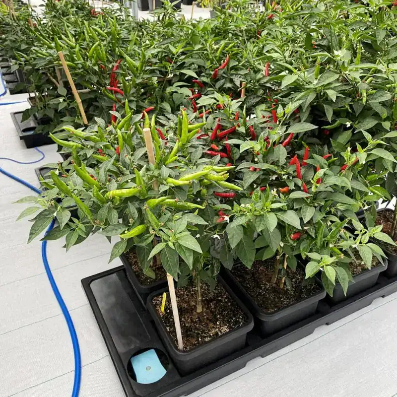 Auto8_autopot_grow-3-800x800_web